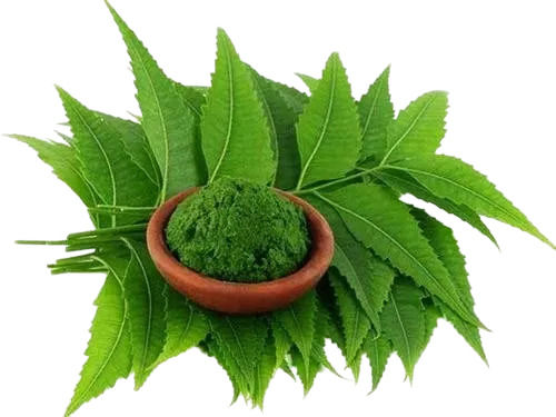99% Pure 6.1 Ph Level Powder Neem Leaf Extract with Two Year Shelf Life