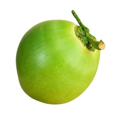 Common Fresh Green Round Shape Tender Coconut