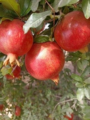 Commonly Cultivated Farm Fresh Pomegranates