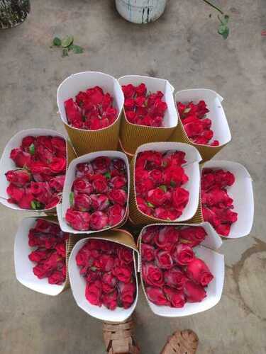 Red Organic Rose Petals, Packaging Size: 1 Kg at Rs 1000/kilogram in Delhi