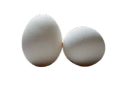 White Broiler Chicken Fresh Egg Egg Size: Standard