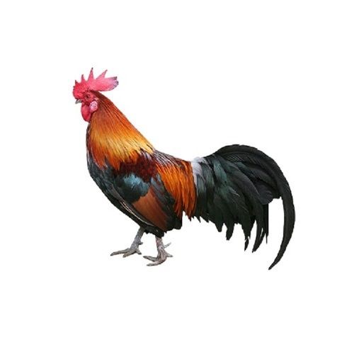 1 To 1.5 Kg Weight Country Live Chicken