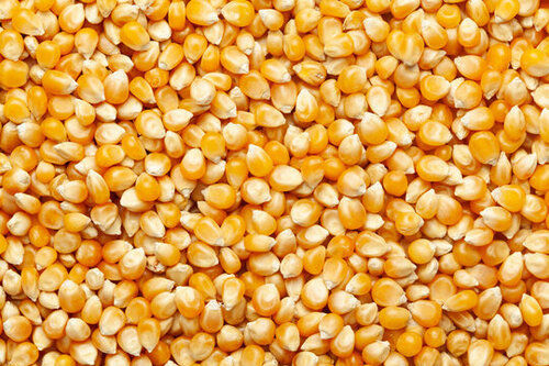 Commonly Cultivated Pure And Dried Edible Non Hybrid Corn Seed