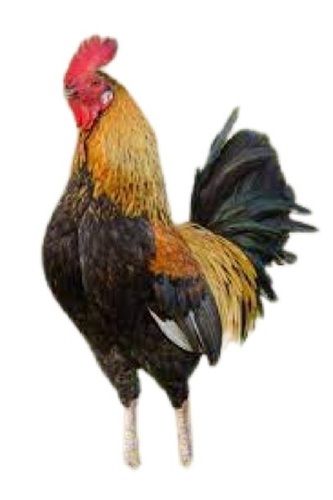 Green With Brown Country Male Live Chicken