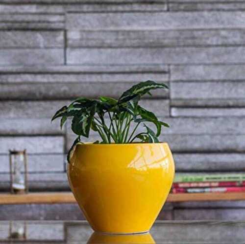 ceramic flower pot