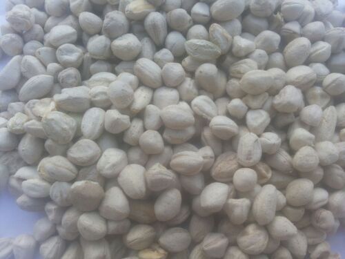 moringa seed kernels