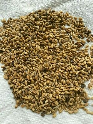 Dried And Cleaned Cattle Feed Wheat Grain Grade: C