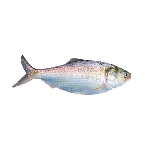 Piece Fresh Long Shape Hilsa Fish