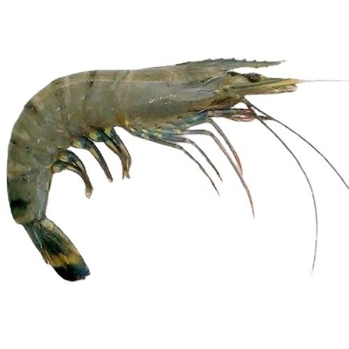 Piece Fresh Long Shape Prawn 