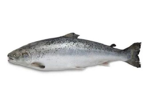 Salmo Salar Whole Frozen Salmon Fish Packaging: Drum