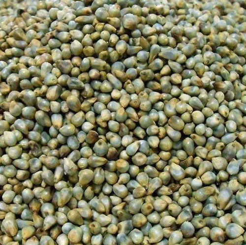 99% Pure Protein Rich Common Cultivation Green Millet With 6 Months Shelf Life Admixture (%): 1%