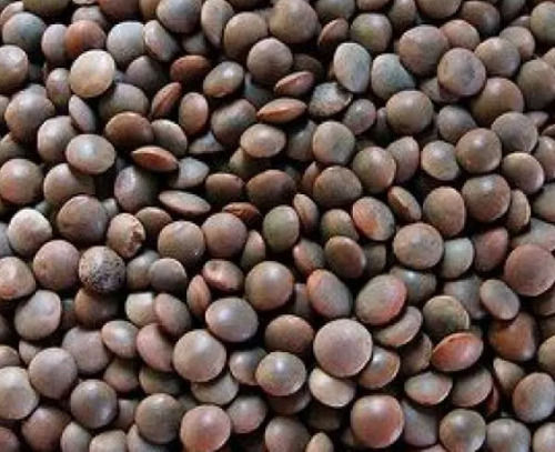 99% Purity Round Shape 9.5% Moisture Black Masoor Dal For Cooking 