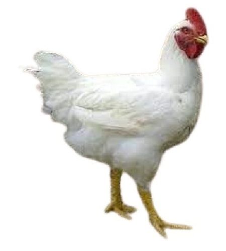 White Broiler Live Chicken 