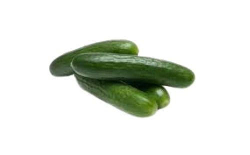 Naturally Grown Long Shape And Farm Fresh Cucumbers Moisture (%): 97%