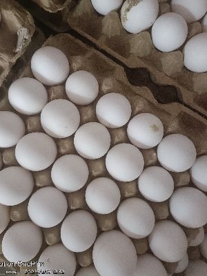 fresh eggs