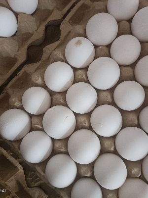 poultry eggs