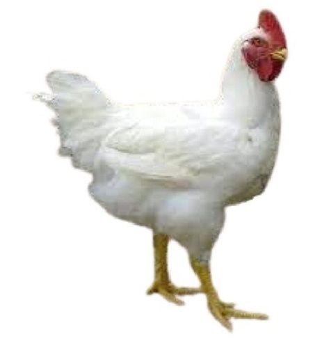 White Broiler Live Chicken 