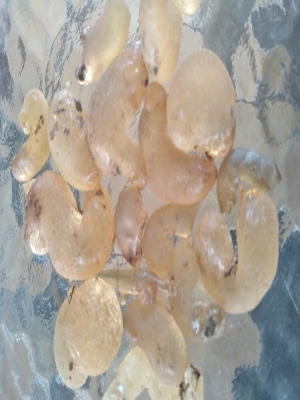 gum arabic