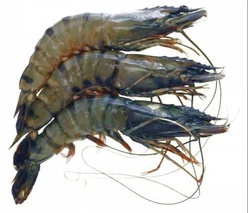 Nutrient Enriched Whole Fresh And Frozen Black Tiger Prawn For Restaurant Cooking Use Shelf Life: 24 Hours