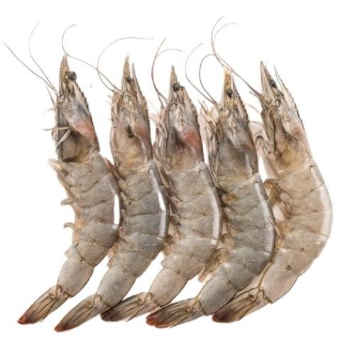 Piece Fresh Long Shape Hygienically Packed Brown Prawn