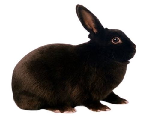 Plain Black Live Rabbit Gender: Male