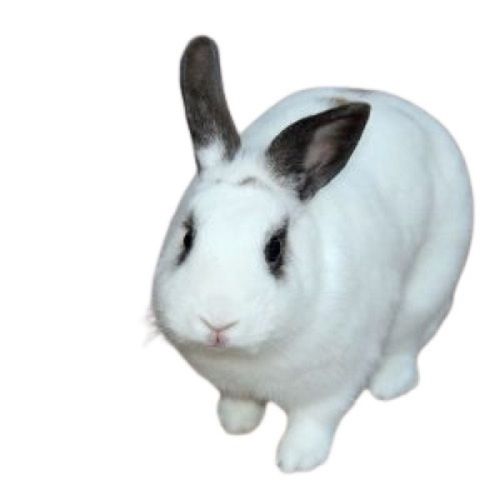 Plain White Live Rabbit  Gender: Female