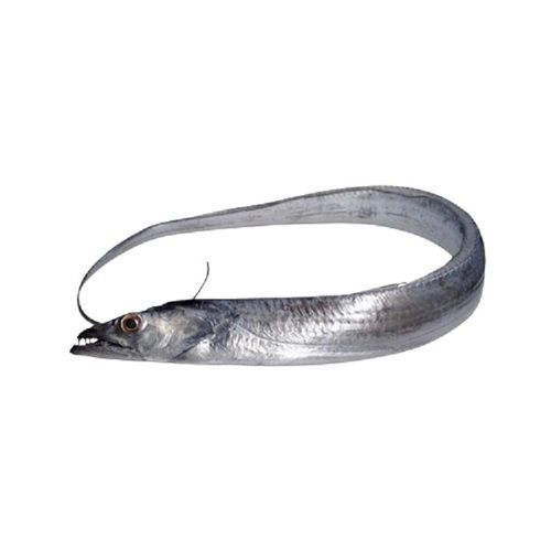 Piece Silver Long Shape Fresh Ribbon Fish