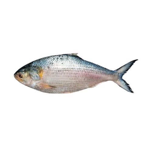 Piece Silver Long Shape Hygienically Packed Hilsa Fish