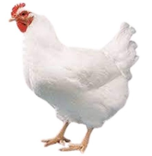 White Broiler Live Chicken Gender: Male