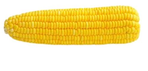 Dried Naturally Grown Raw Sweet Corn  Shelf Life: 2 Days