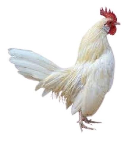 White Broiler Live Chicken Gender: Male