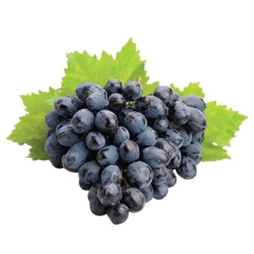 Balck Fresh Round Shape Black Grapes