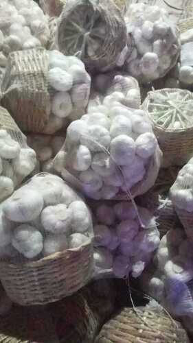 Organic and Free from Pests and Diseases Egyptian Garlic