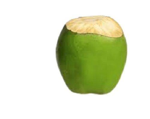 Round Shape Fresh Medium Size Young Whole Tender Coconut 