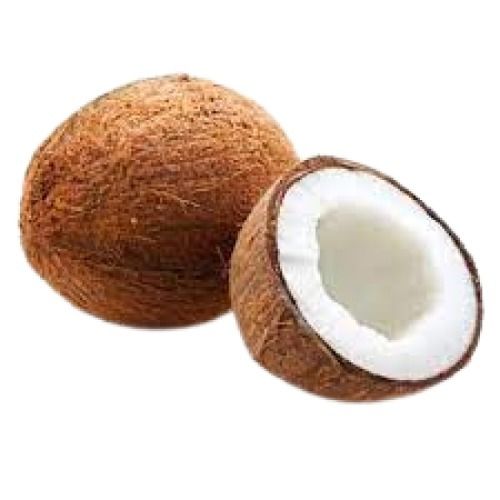Round Shape Medium Size Matured Whole Fresh Coconut 
