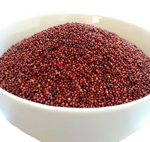 99% Pure Common Cultivated Dried Finger Red Millet For Healthy Diet And Birds Food