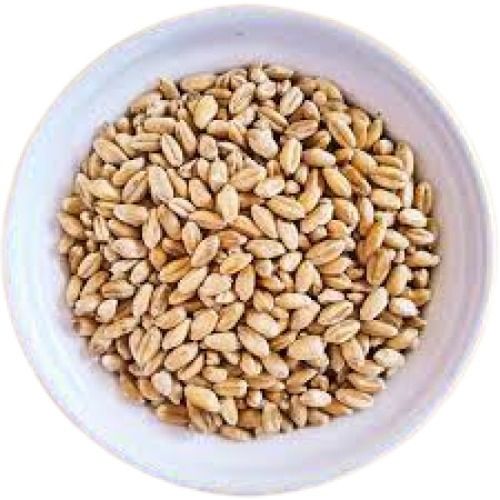 Brown A Grade 100 Percent Pure Hard Dried Wheat Grain Broken (%): 1%