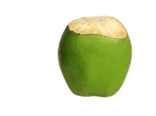 Common Fresh Green Tender Coconut