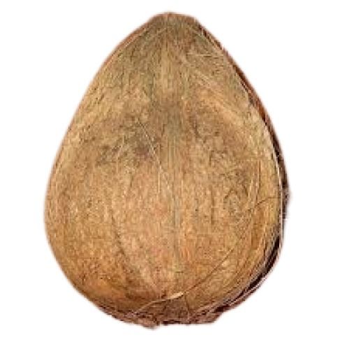  हल्का भूरा गोल आकार का अर्ध भूसी वाला नारियल