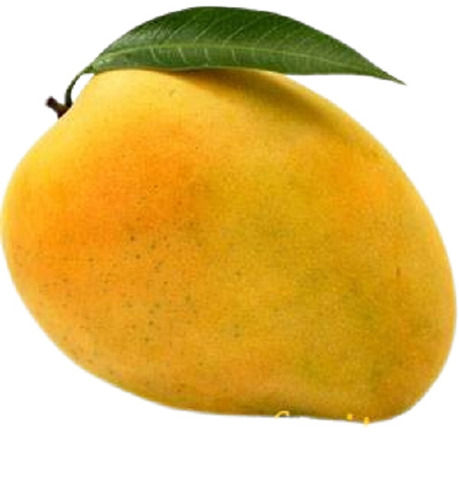 Pure And Natural Commonly Cultivated Glutinous Sweet Taste Mango