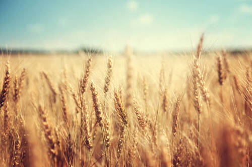 100 Percent Pure Natural And High Quality Grade Wheat Grain