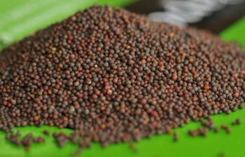 A Grade And Indian Origin Mustard Seeds