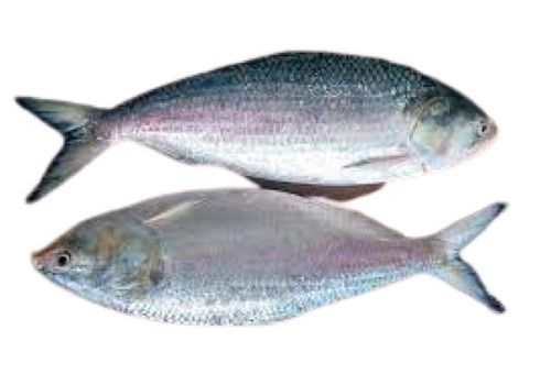 Alive Hygienically Packed Whole Hilsa Fish