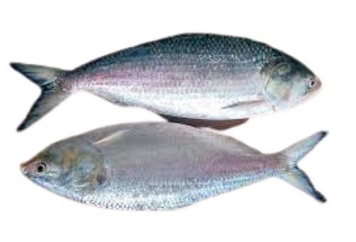 Piece Alive Hygienically Packed Whole Hilsa Fish