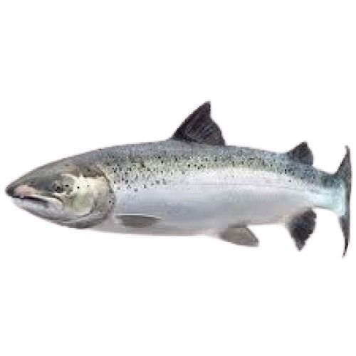 Alive Sea Water Fresh Hygienically Packed Salmon Fish