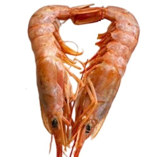 Piece Alive Sea Water Fresh Whole Prawn 