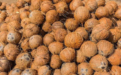 Fresh Full Husked Coconut