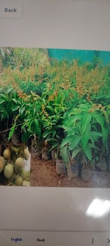 Well Watered Fast Growth Mango Fruit Nursery Plant For Gardening And Selling