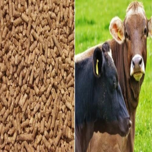 Pure Healthy Organic No Smell Cattle Feed To Improve Immunity