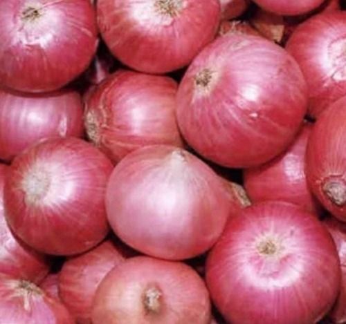 99.5% Pure And 4% Moisture Natural Raw Red Onion Moisture (%): 4 %